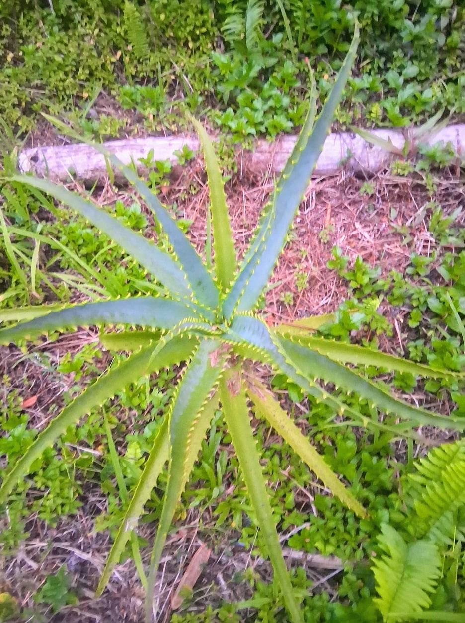 Pahoa, HI 96778,14-3379 PAKALANA RD