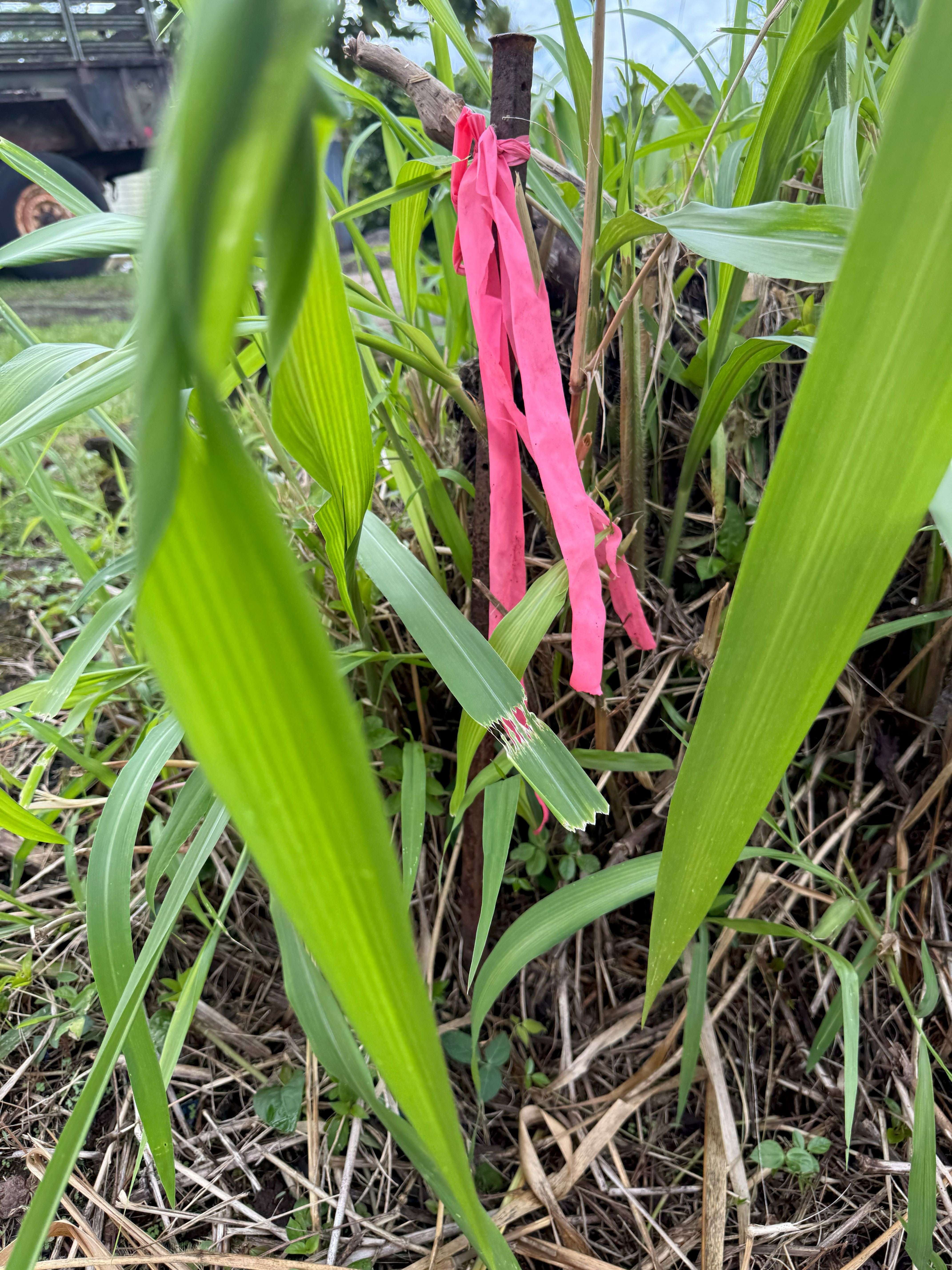 Keaau, HI 96760,34TH AVE