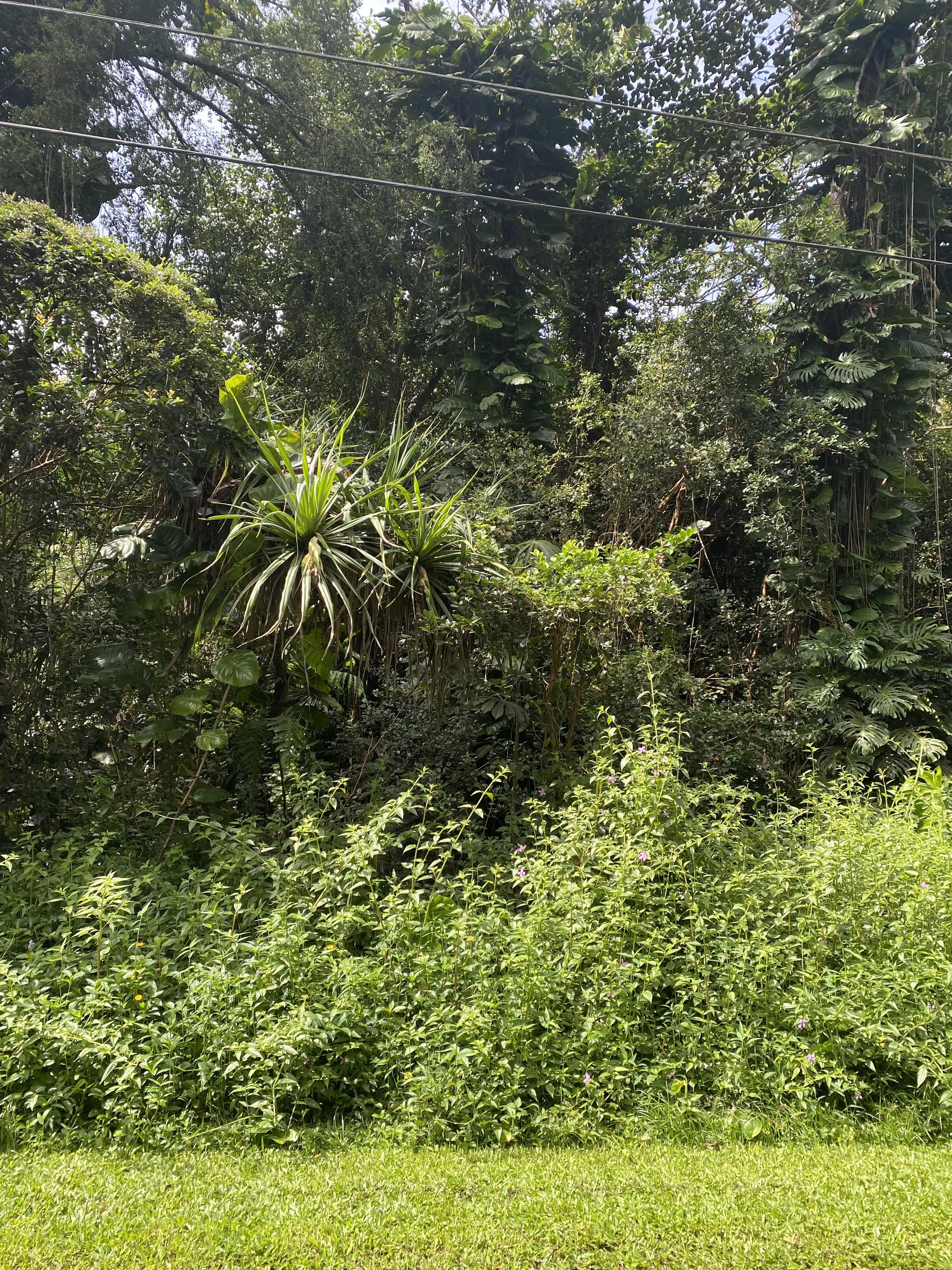 Pahoa, HI 96778,HEEPALI ST