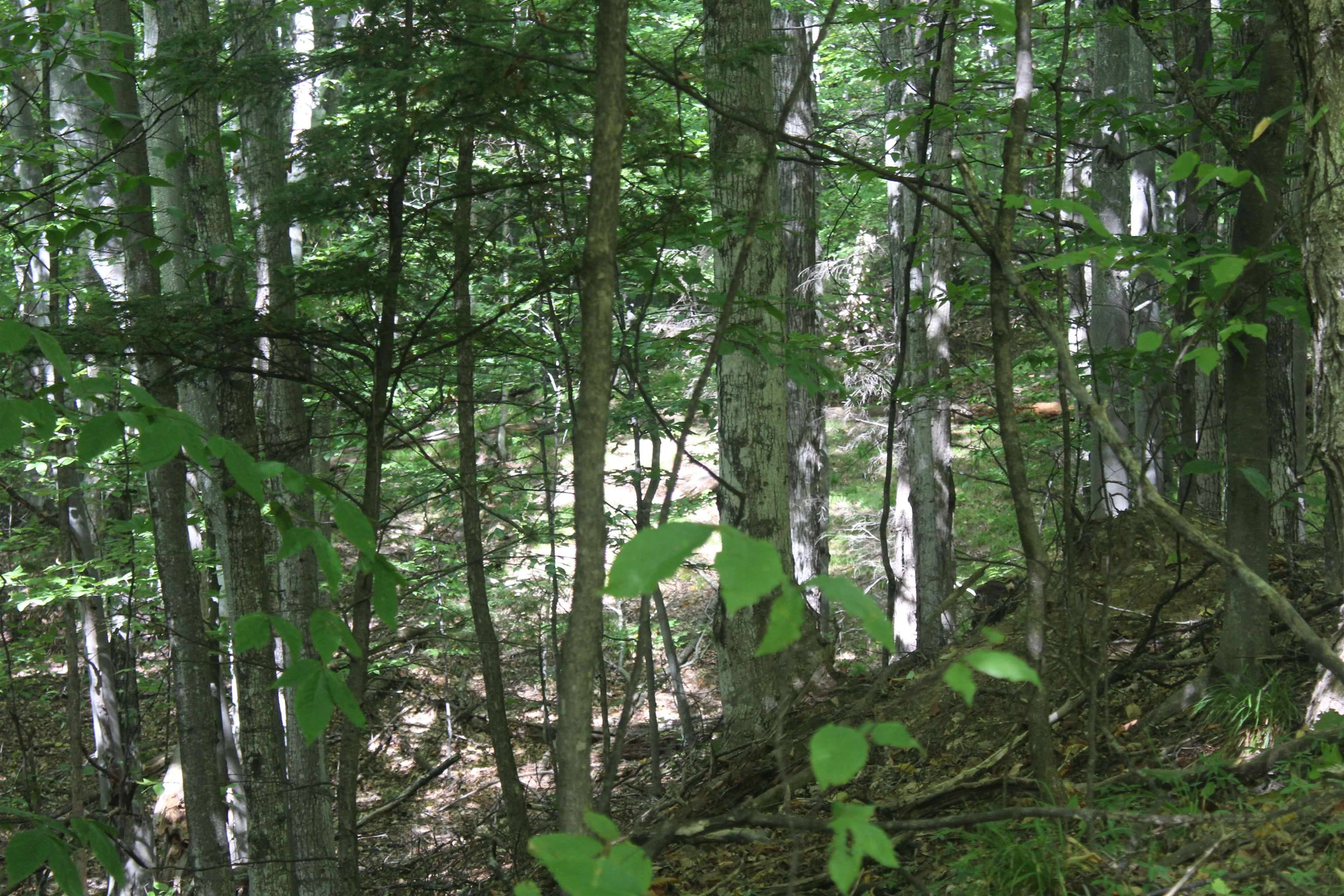 Rapid City, MI 49676,000 Harbor Beach DR