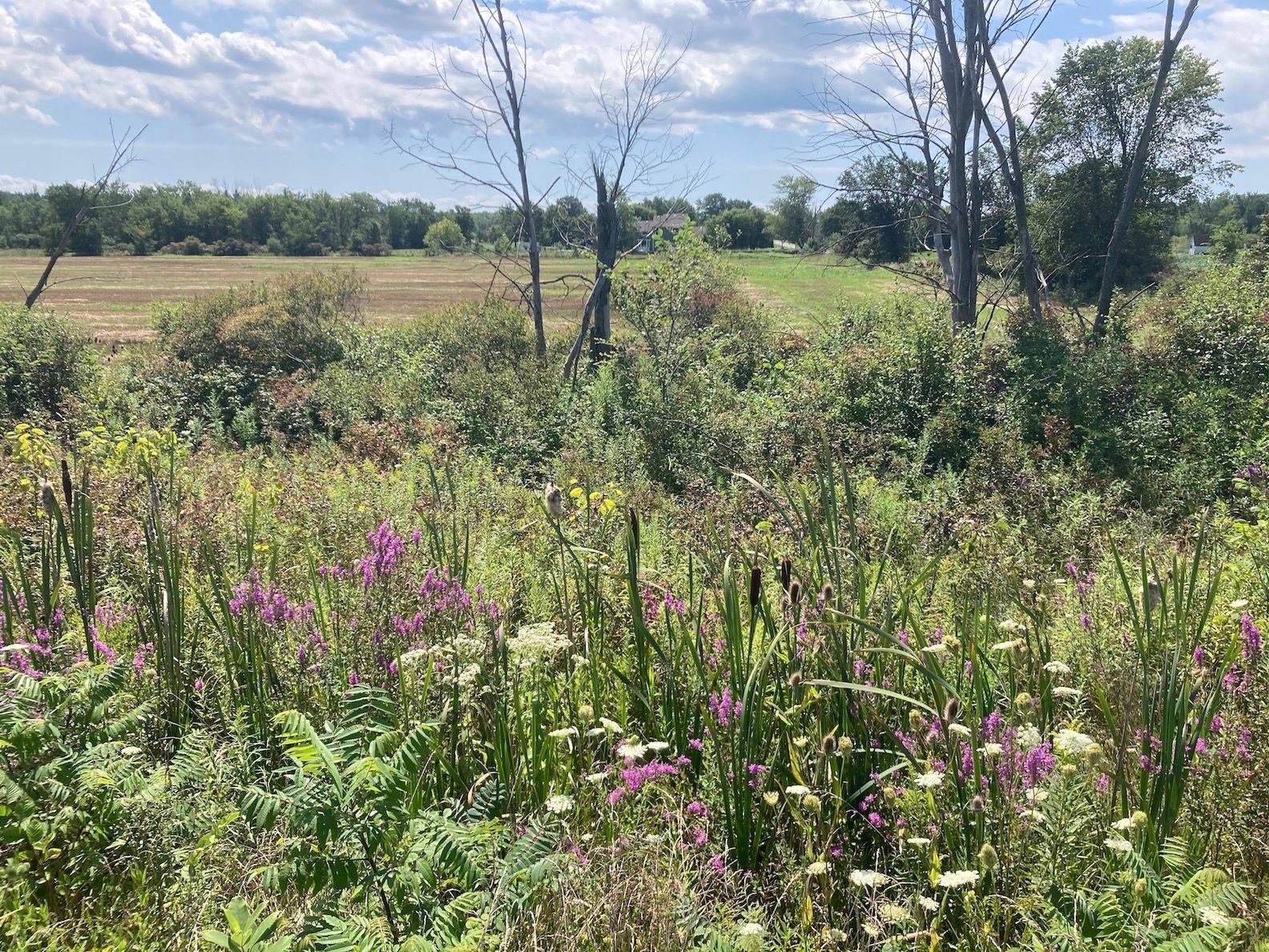 Fort Erie, ON L0S 1S0,PT LT11 CON 15 NIAGARA RIVER BERTIE PT 6 N/A