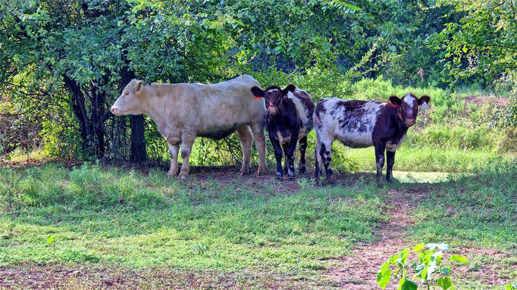 Bowie, TX 76230,5775 Old Vashti Road