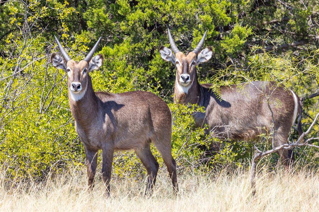 Comanche, TX 76442,3021 Fm-1689