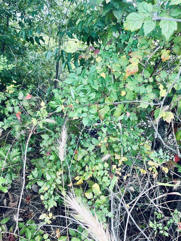 Telephone, TX 75488,Lot 5 County Road 2310