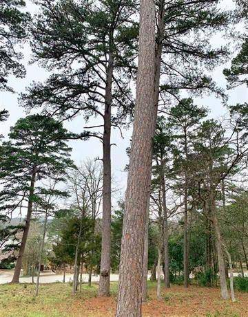 Hideaway, TX 75771,425 HIDEAWAY CENTRAL