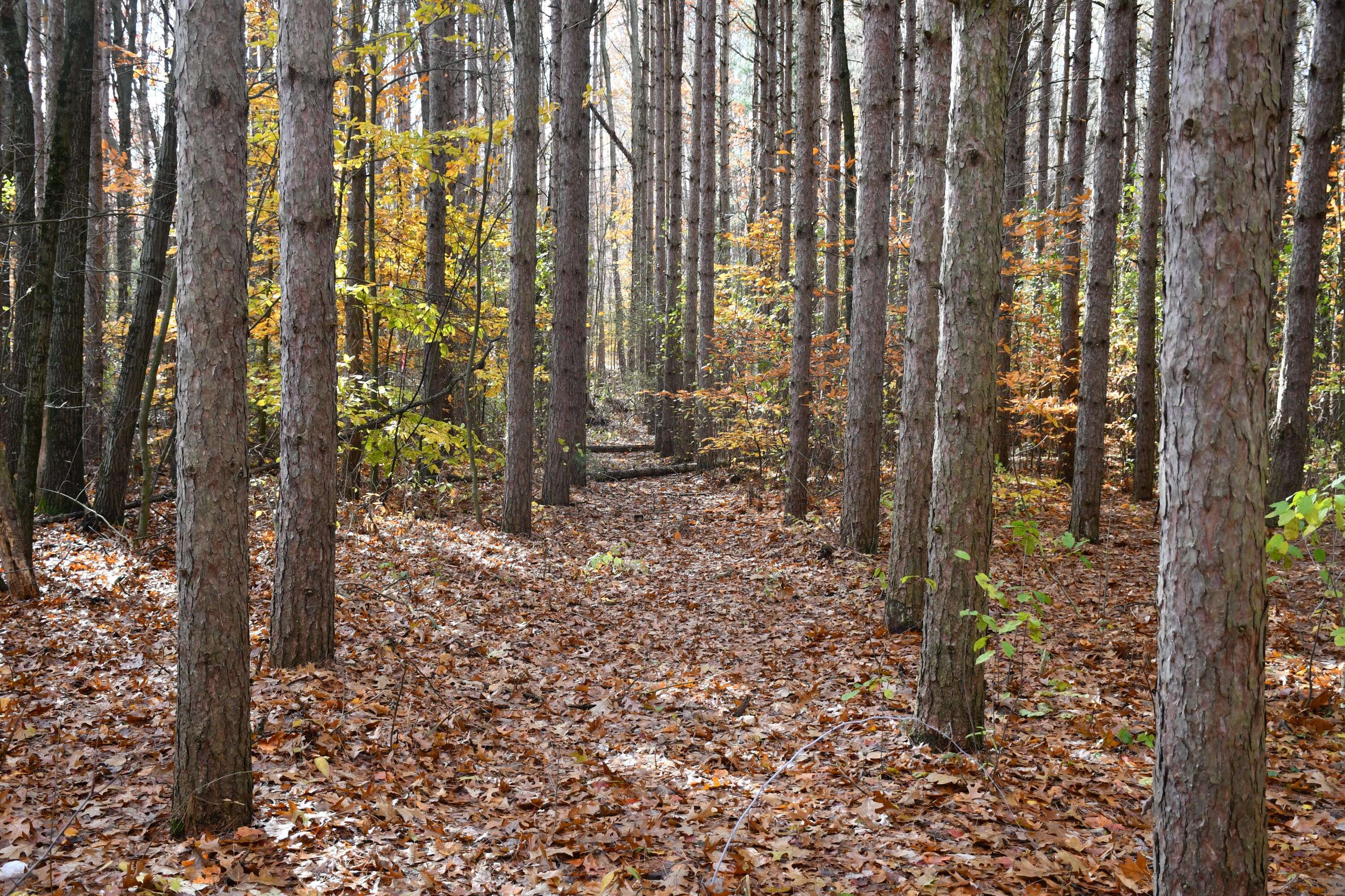 Shelbyville, MI 49344,2841 Odawa TRL