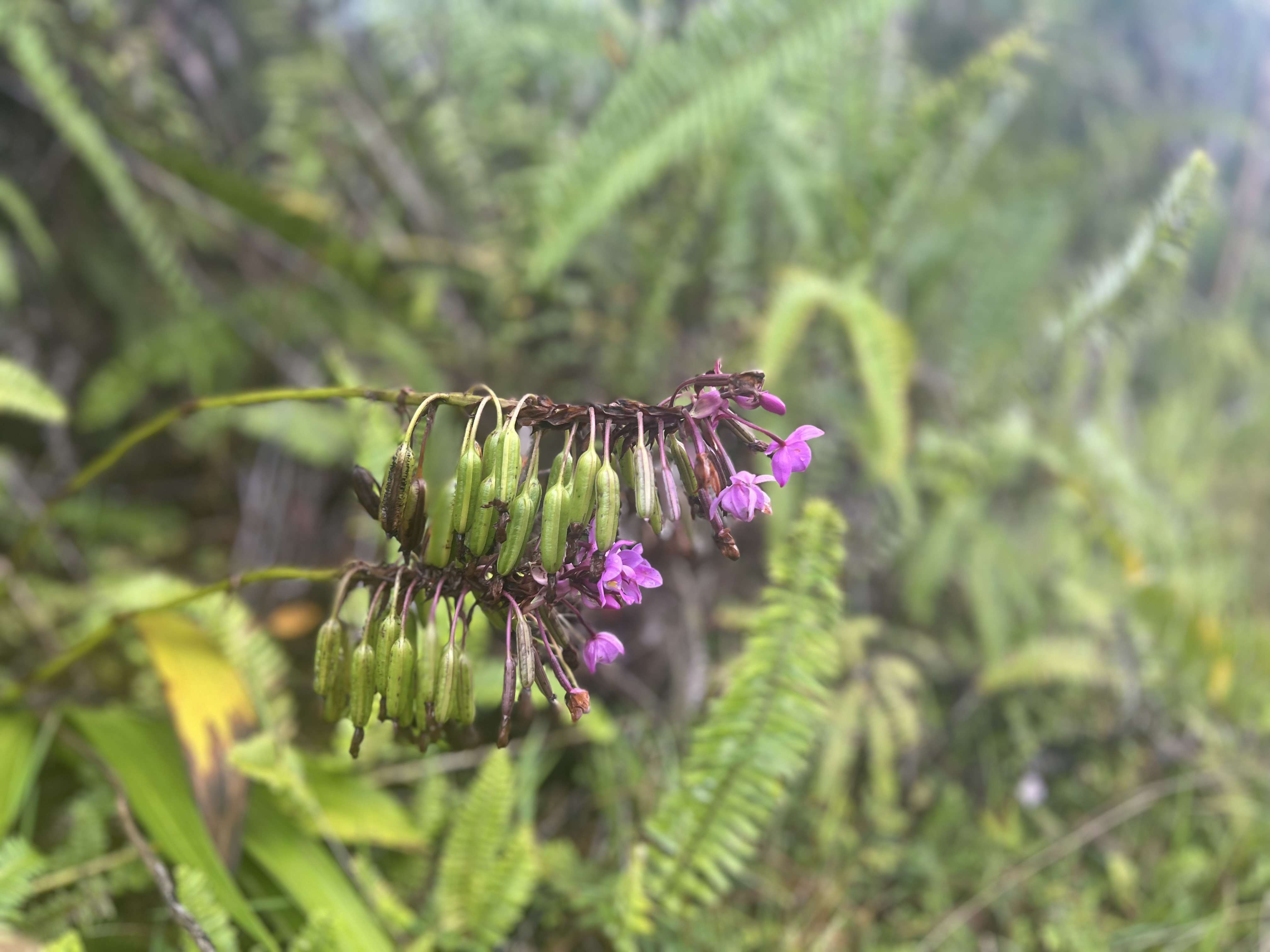 Mountain View, HI 96760,ROAD 6 (OOAA)