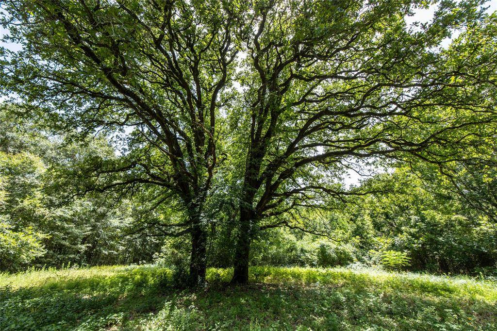 Frankston, TX 75763,000 State Highway 155