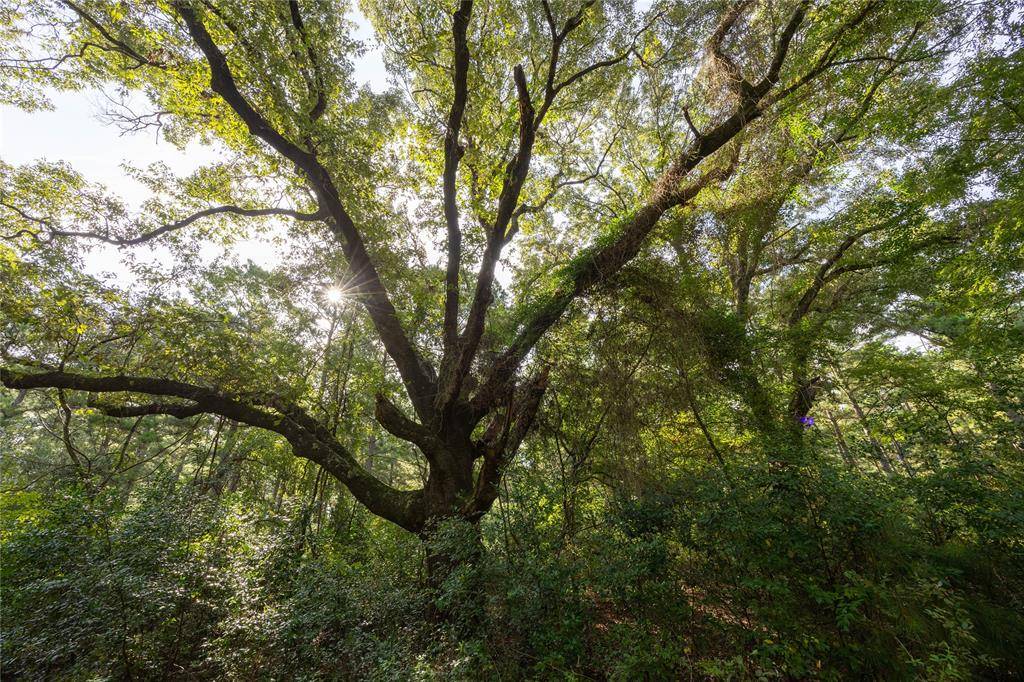 Frankston, TX 75763,000 State Highway 155