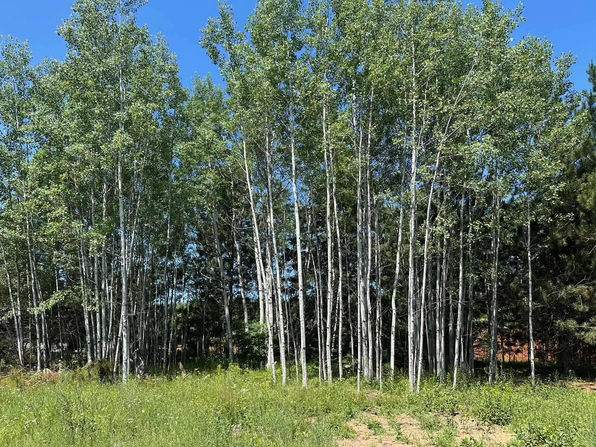 Marquette, MI 49855,121 Dandelion LN