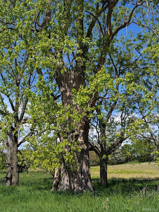 Linden, MI 48451,Parcel D - Hogan RD