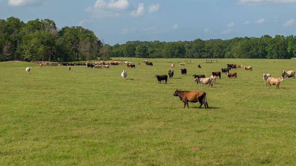 Deport, TX 75436,0000 CR 2356