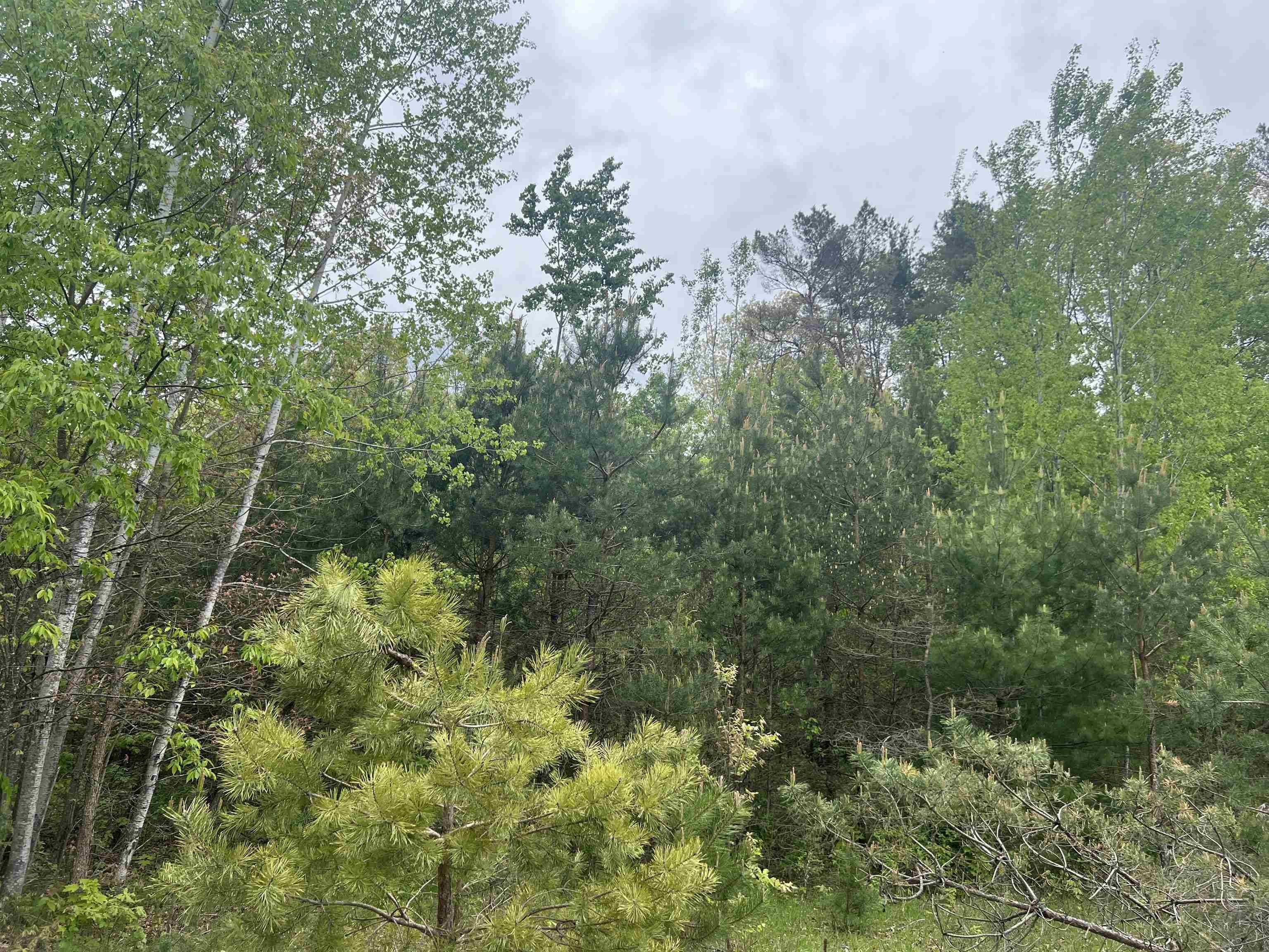 Mancelona, MI 49659,Lot 388 Wyndwood DR