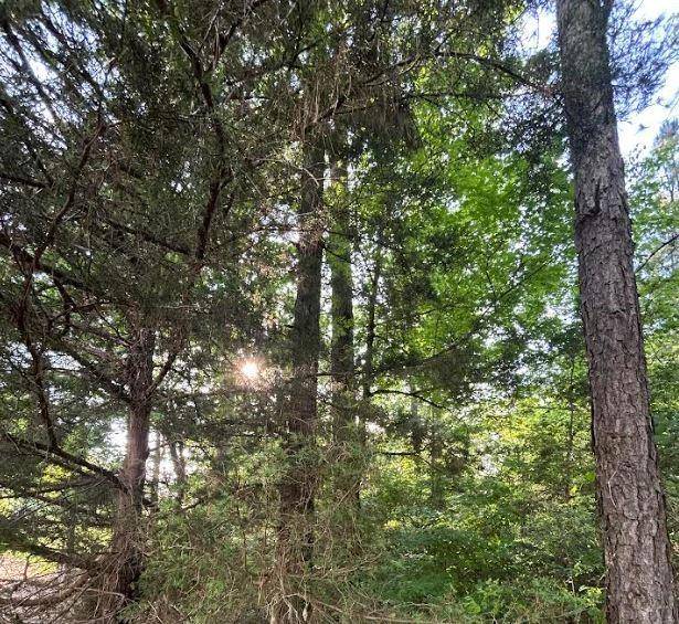 Grand Cane, LA 71032,00 Grand Cane Fire Tower Road