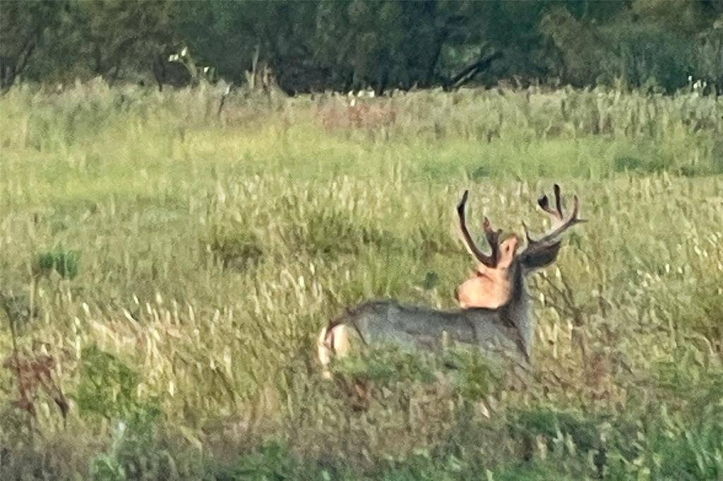 Paducah, TX 79248,TBD FM 1168