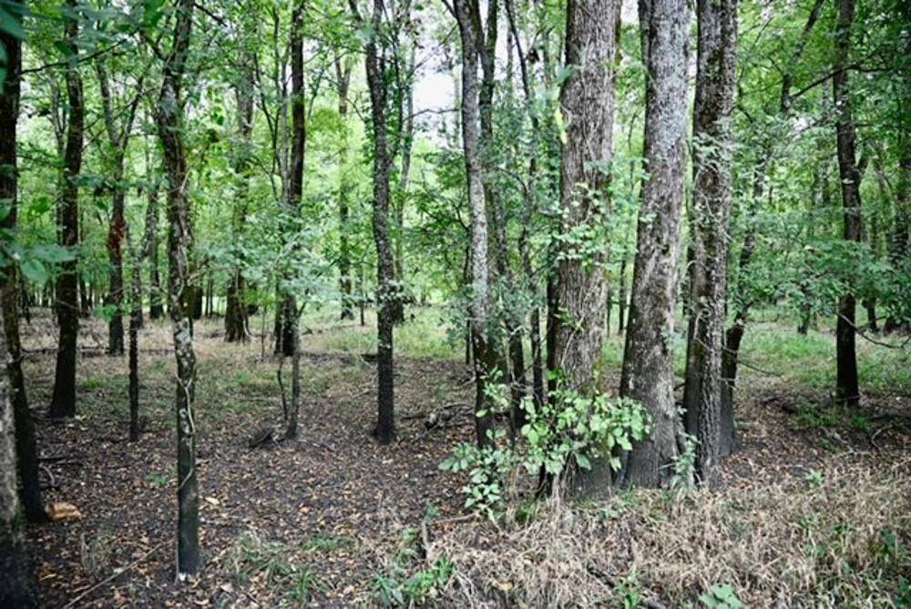 Talco, TX 75487,TBD FM 71 Highway