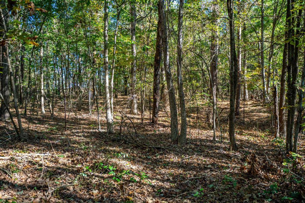Daingerfield, TX 75638,000 County Road 4105
