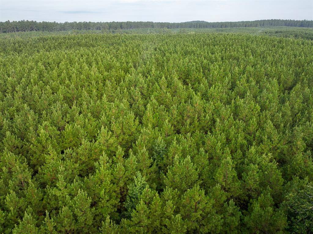 Robeline, LA 71469,1 Red Rock Road