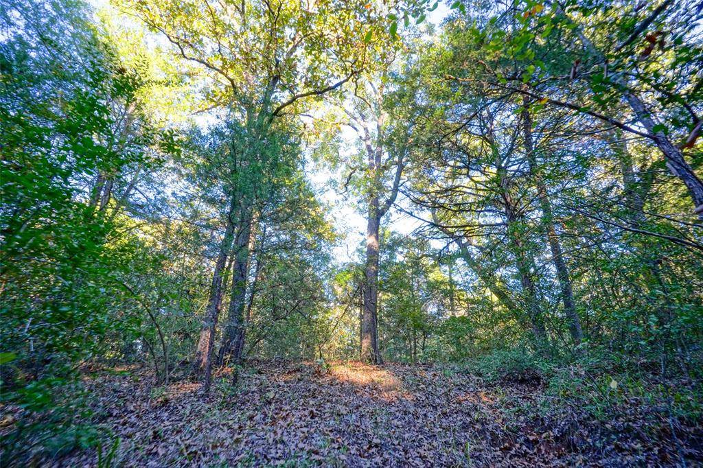 Teague, TX 75860,45 Acres County Road 930