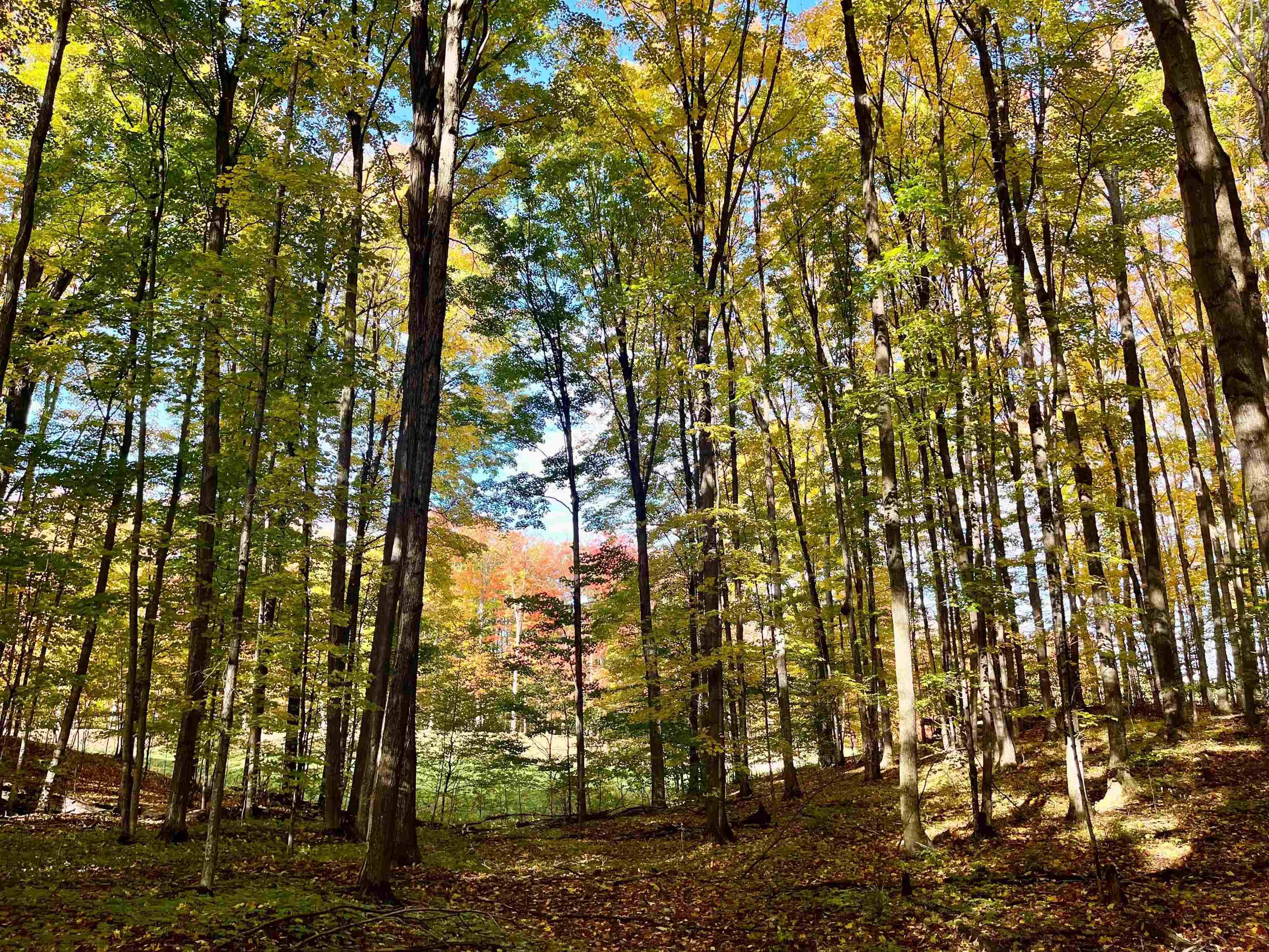 Bellaire, MI 49615,V/L 51 Troon South