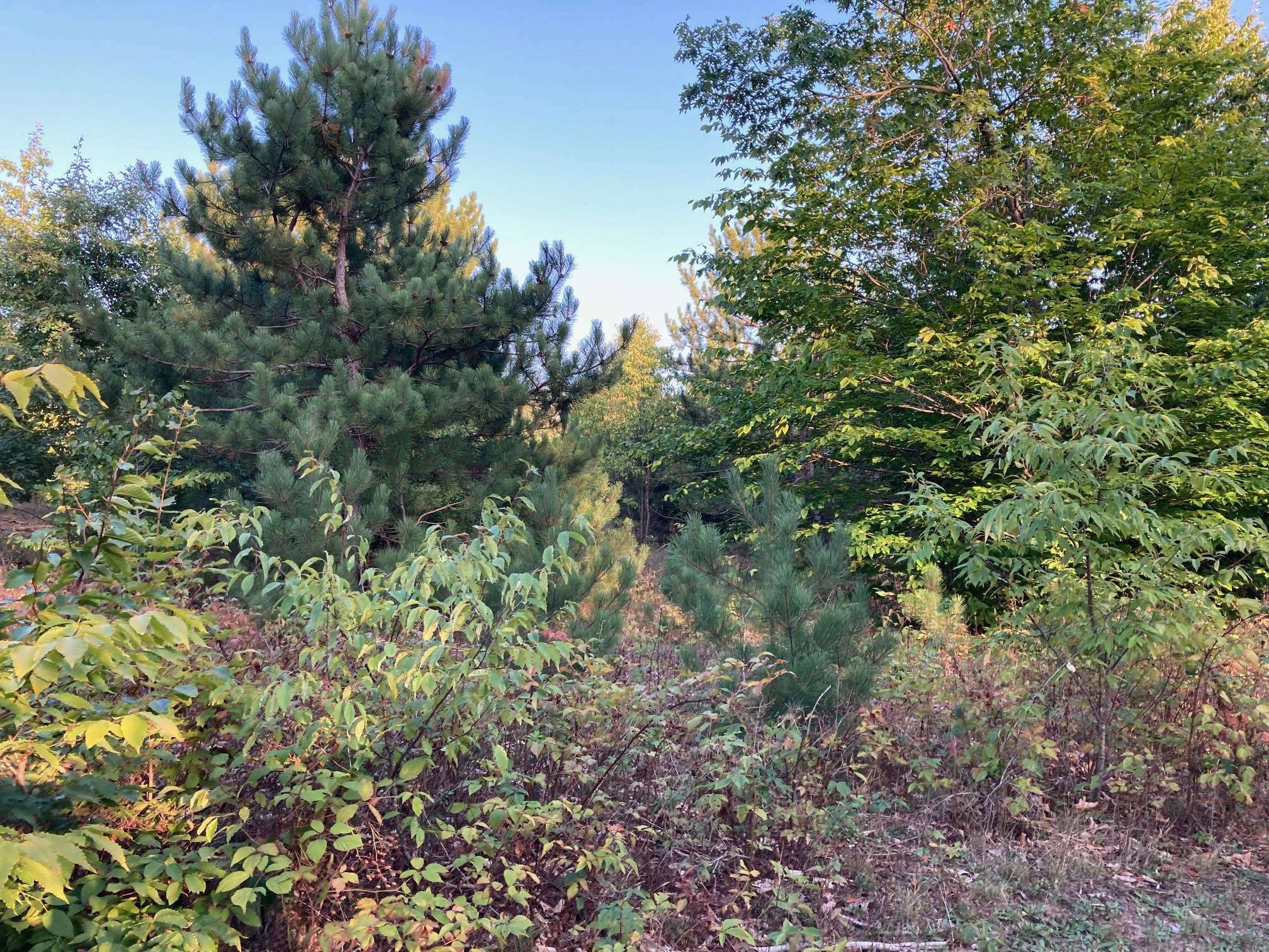 Rapid City, MI 49676,3372 NW Hill