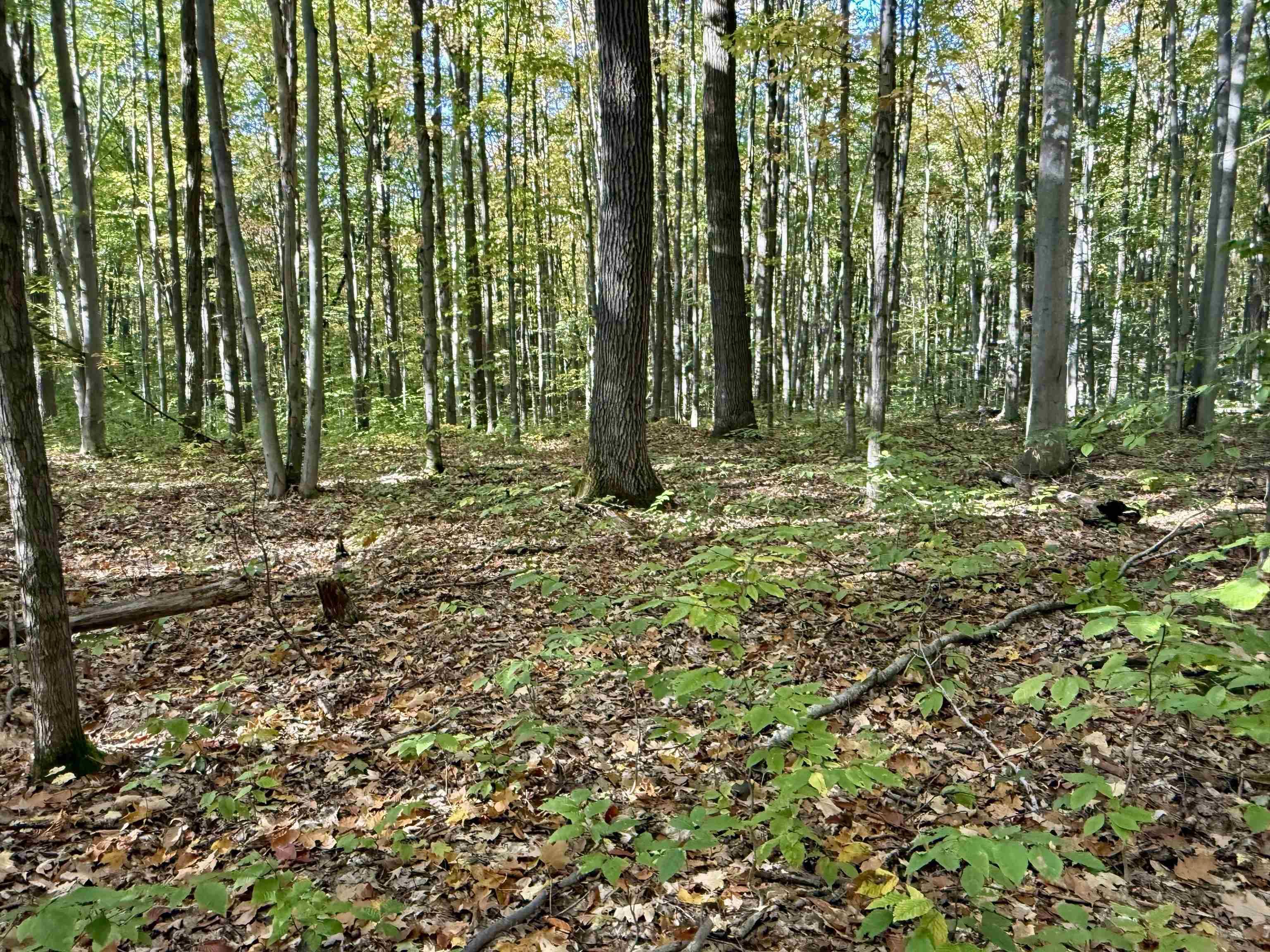 Kalkaska, MI 49646,000 Bear LN