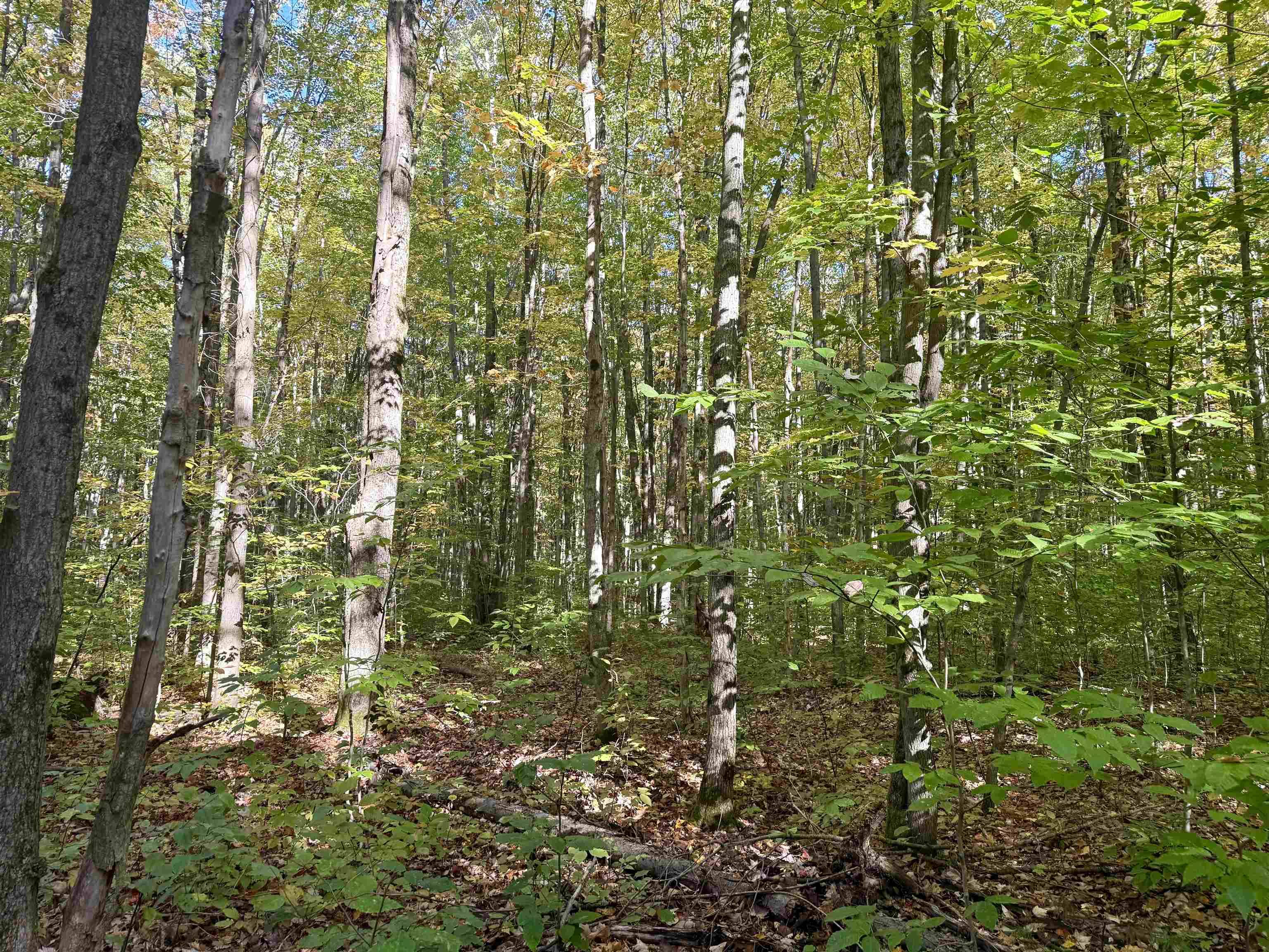 Kalkaska, MI 49646,000 Bear LN