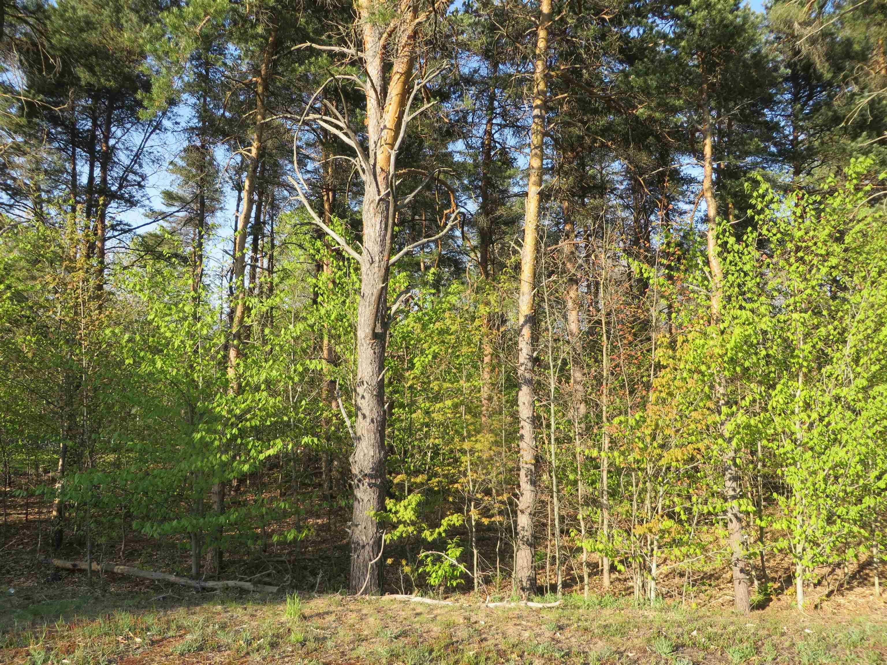 Fife Lake, MI 49633,612 Merritt