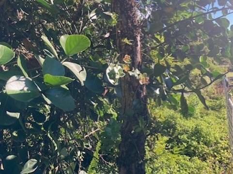 Keaau, HI 96749,15-1144 AMAU RD