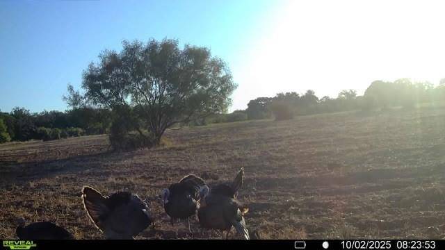 Brownwood, TX 76801,15100 County Road 129