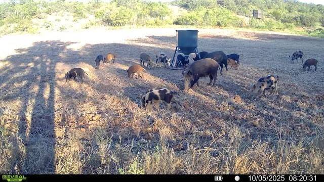 Brownwood, TX 76801,15100 County Road 129