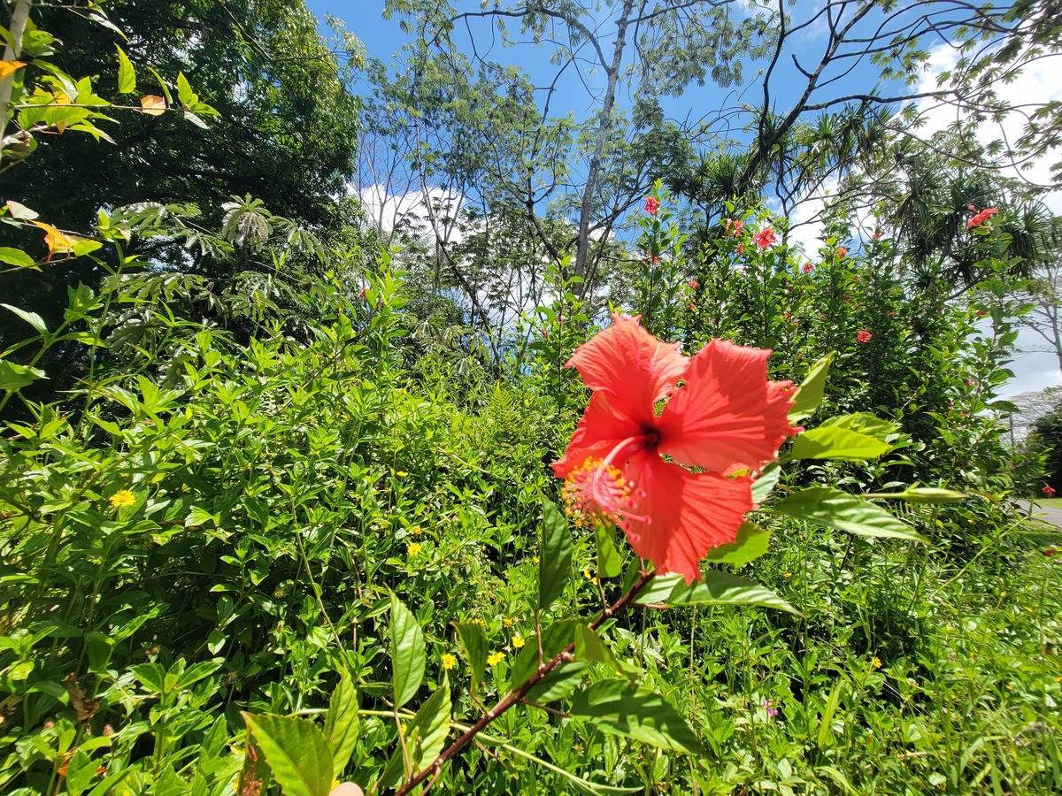 Pahoa, HI 96778,NENUE ST