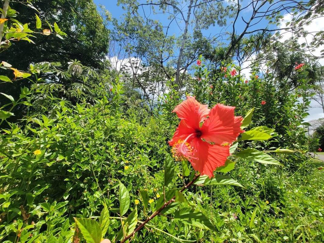 Pahoa, HI 96778,NENUE ST