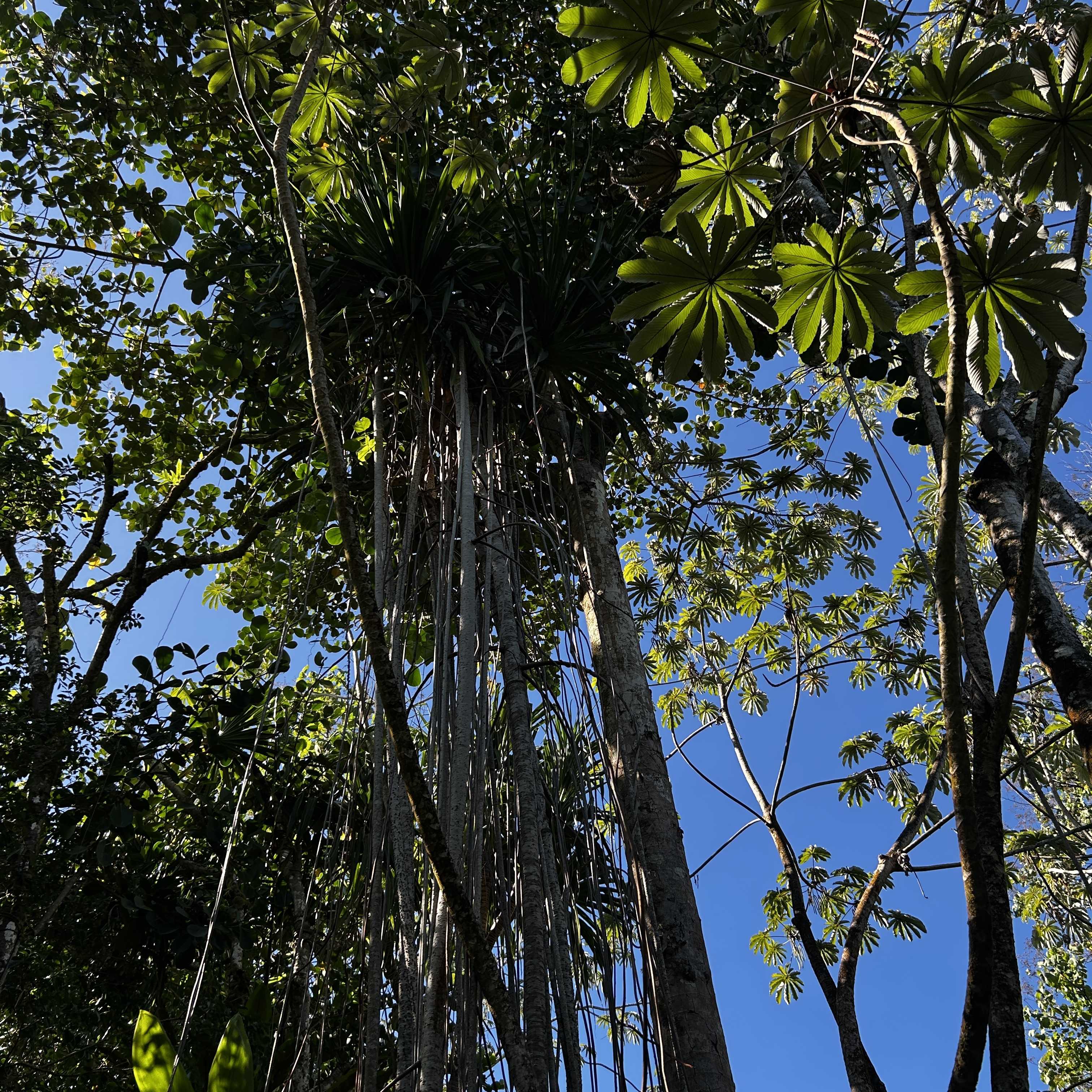 Pahoa, HI 96778,OOPU ST