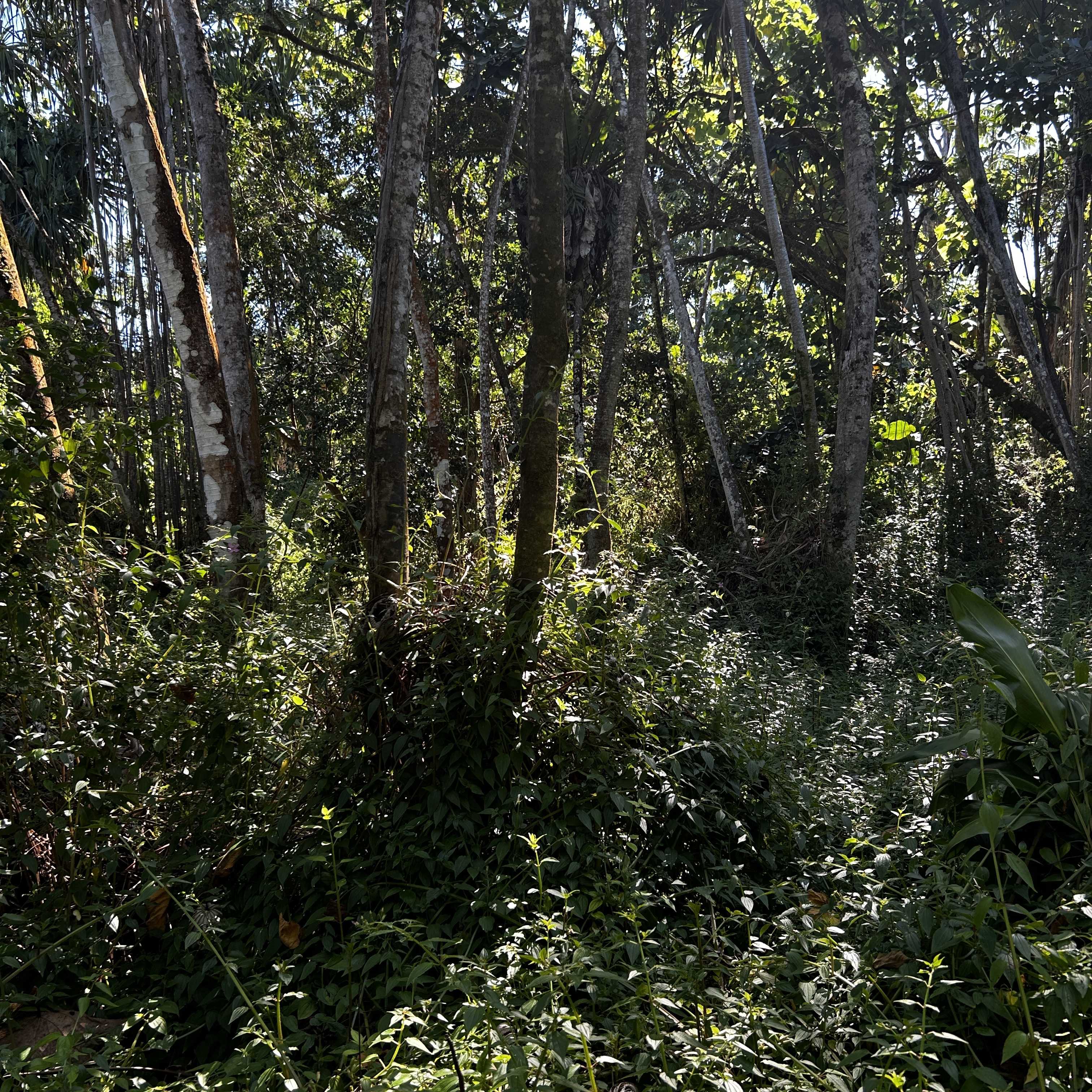 Pahoa, HI 96778,OOPU ST