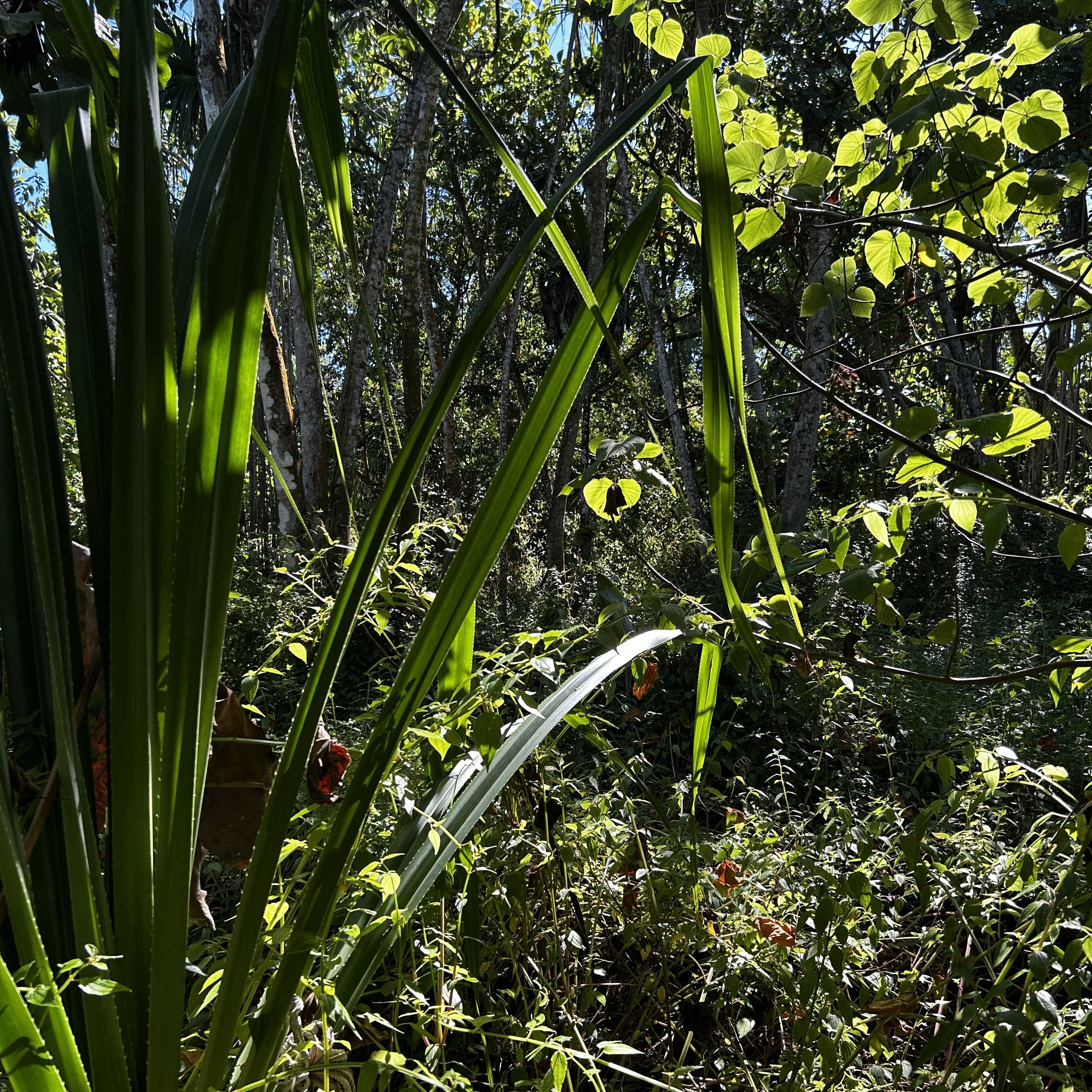 Pahoa, HI 96778,OOPU ST