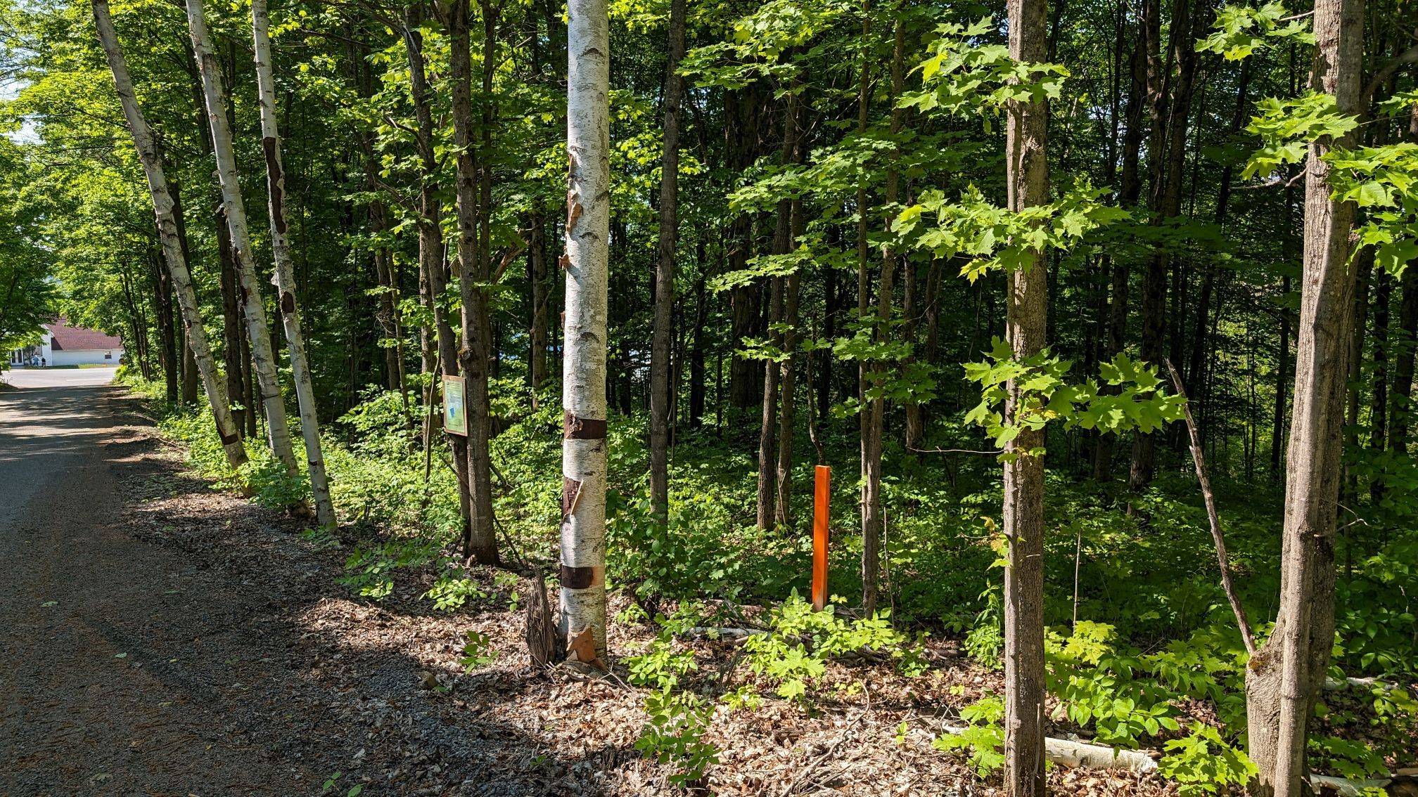 Lake Of Bays, ON P1H 2E5,Lot 2 Tally-Ho Winter Park RD