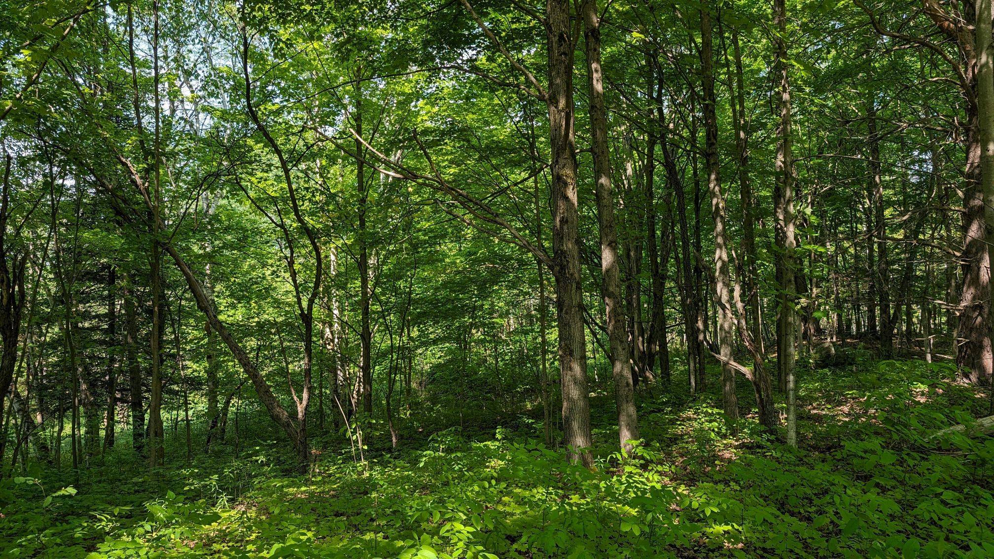 Lake Of Bays, ON P1H 2E5,Lot 2 Tally-Ho Winter Park RD