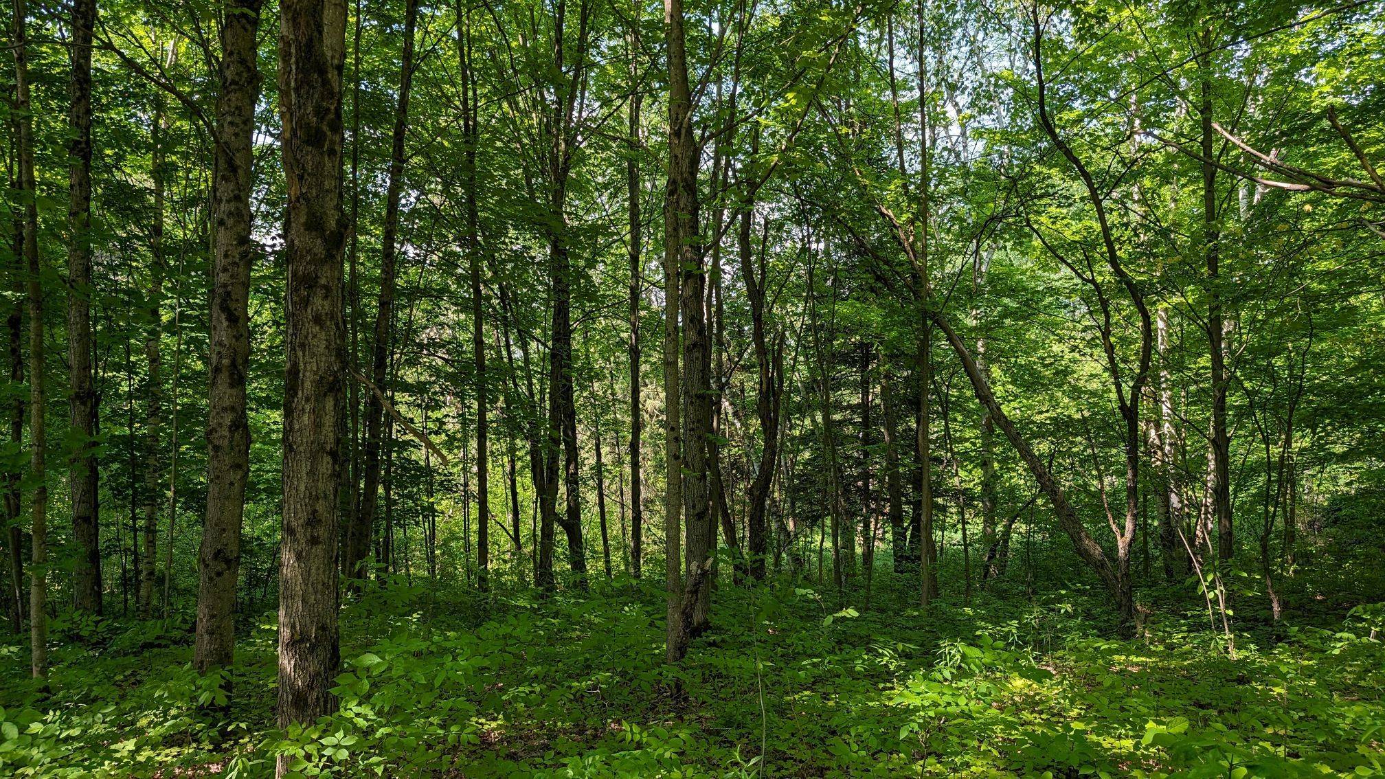 Lake Of Bays, ON P1H 2E5,Lot 2 Tally-Ho Winter Park RD