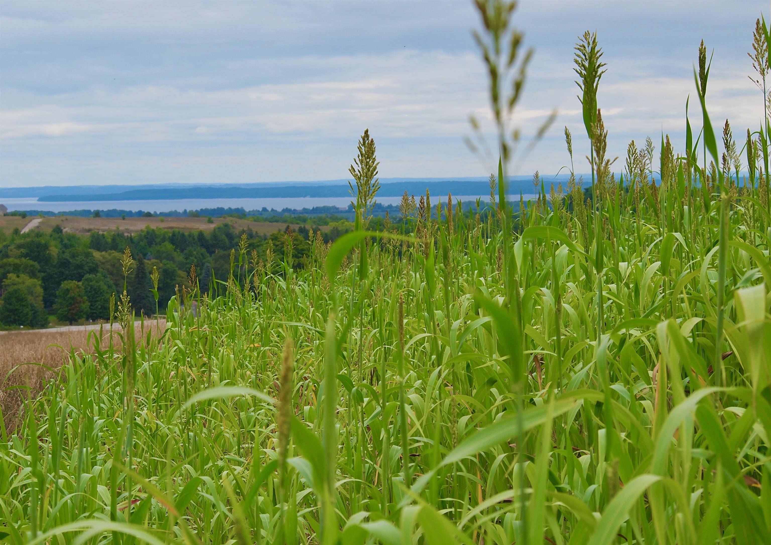 Suttons Bay, MI 49682,9224 E Duck Lake RD