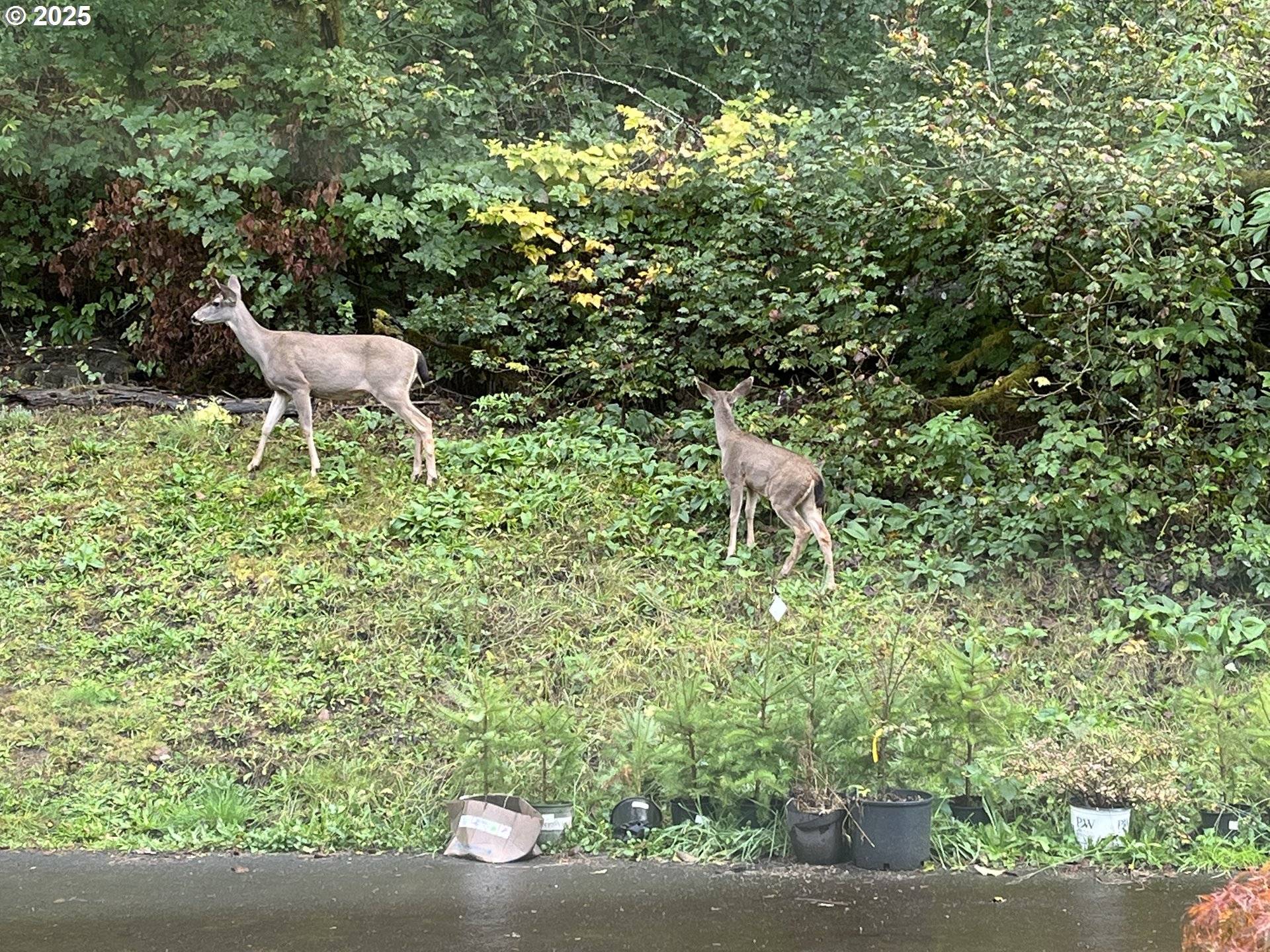 Amboy, WA 98601,15116 NE GRANTHAM RD