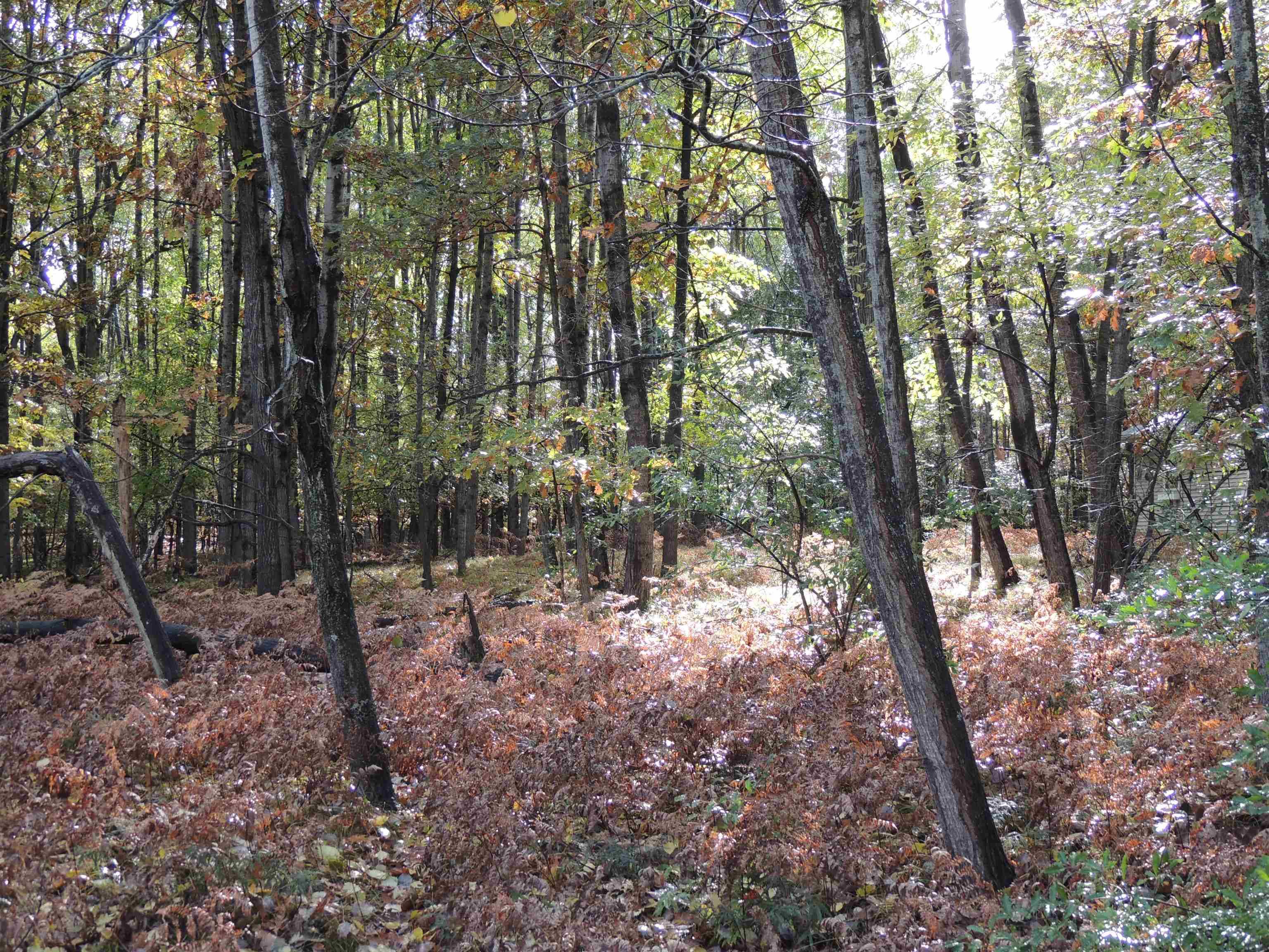 Lake Isabella, MI 48893,1014 Granada DR