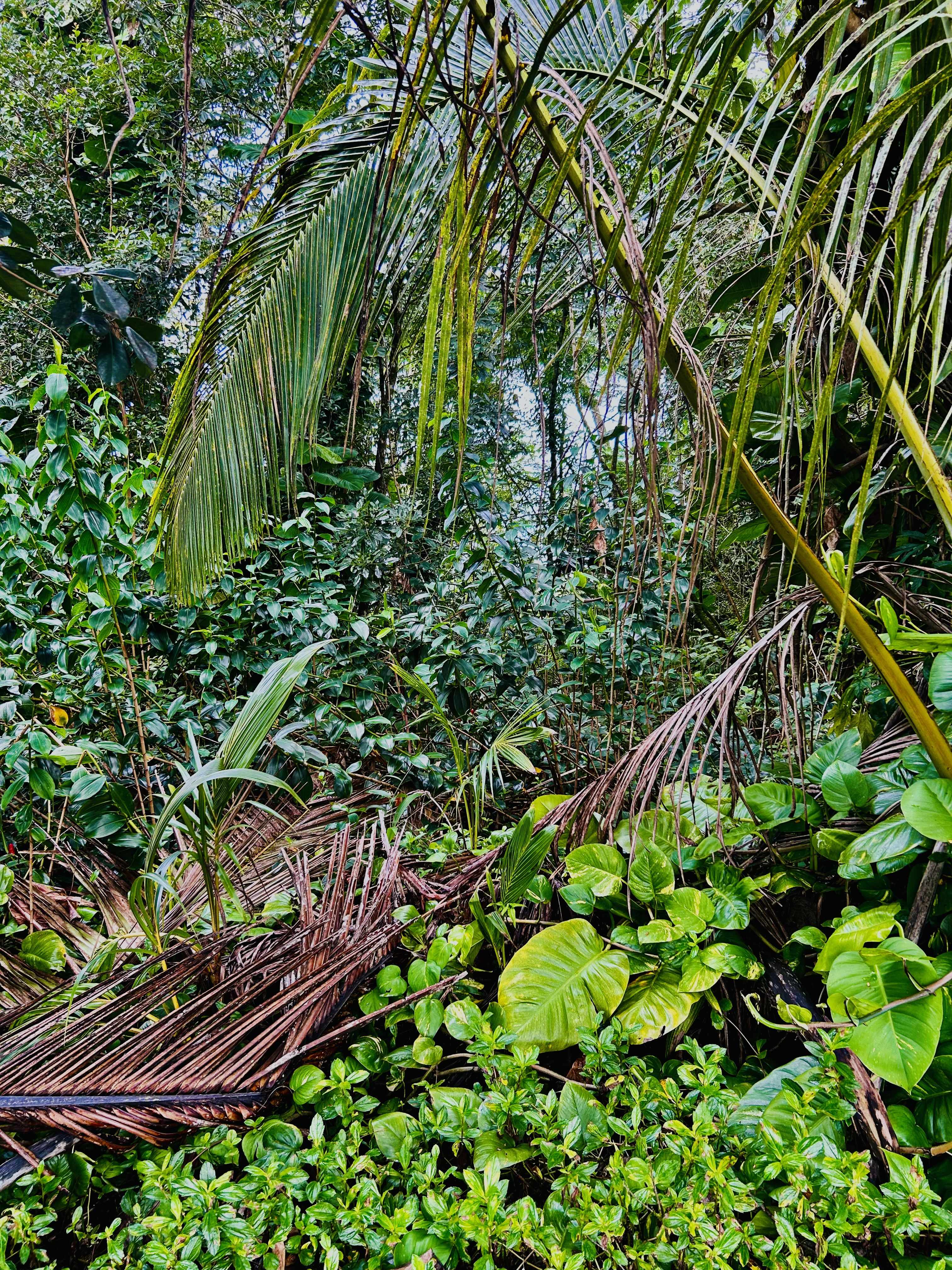 Pahoa, HI 96778,15-740 KAHAKAI BLVD