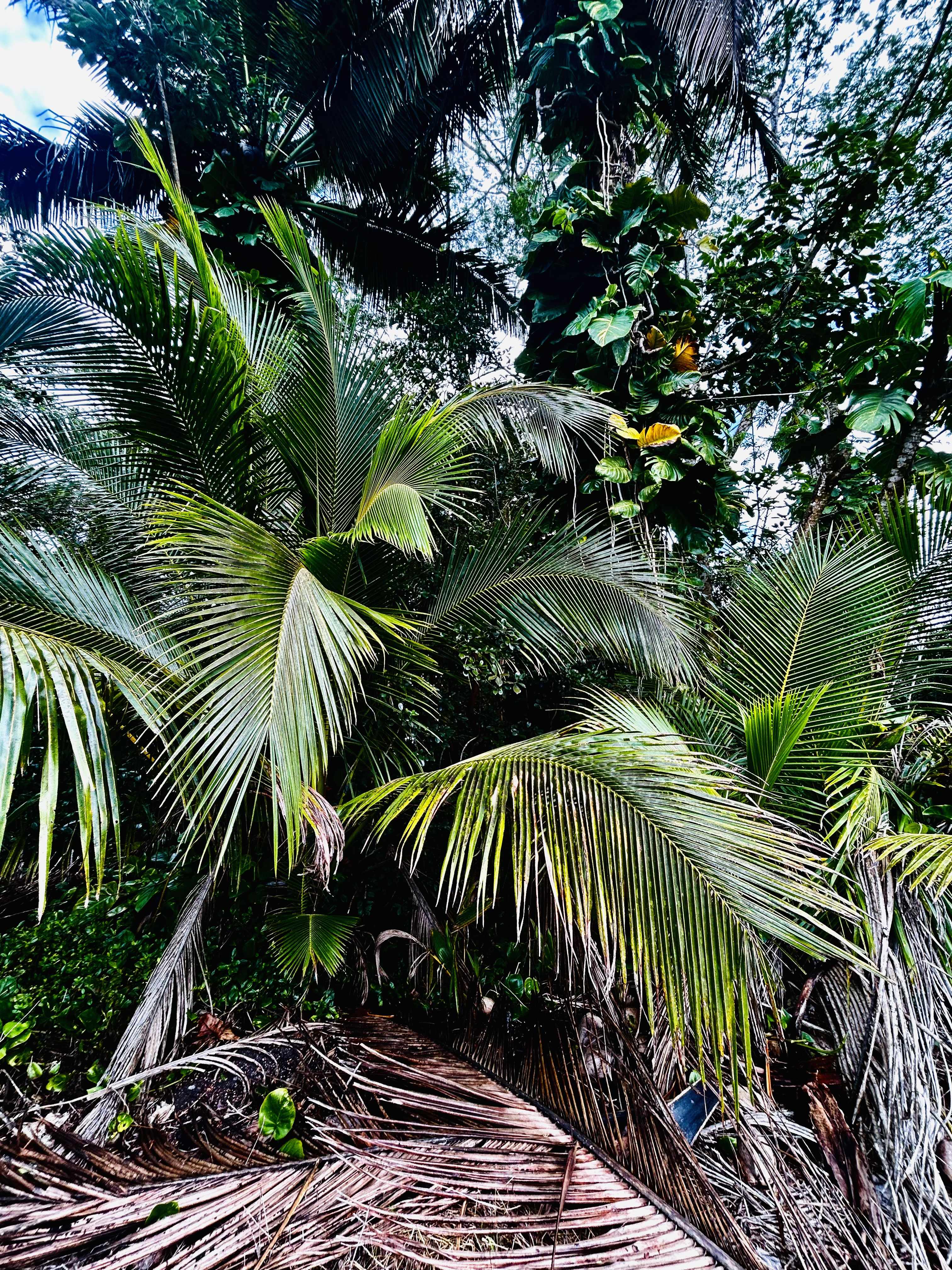 Pahoa, HI 96778,15-740 KAHAKAI BLVD