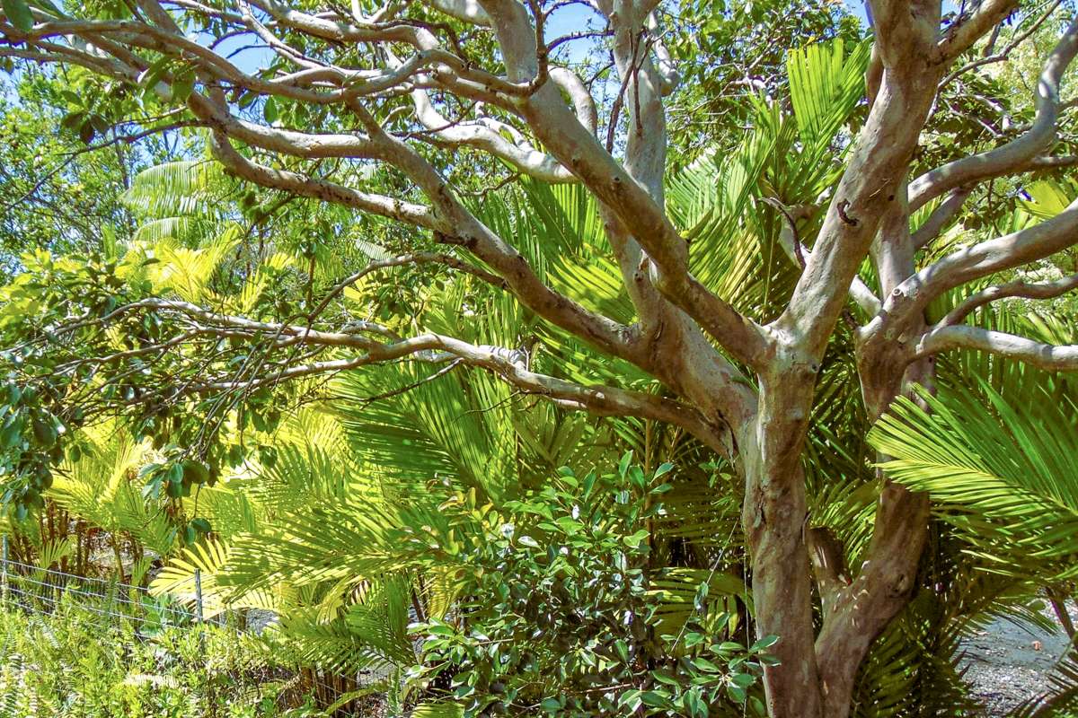 Keaau, HI 96749,15-2003 3RD AVE