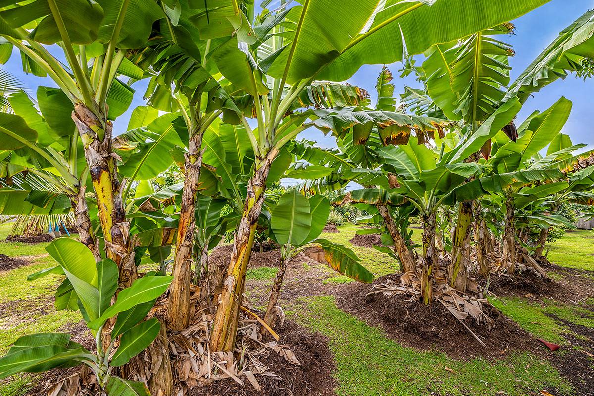 Pahoa, HI 96778,MAPUANA AVE