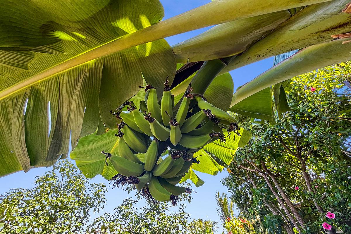 Pahoa, HI 96778,MAPUANA AVE