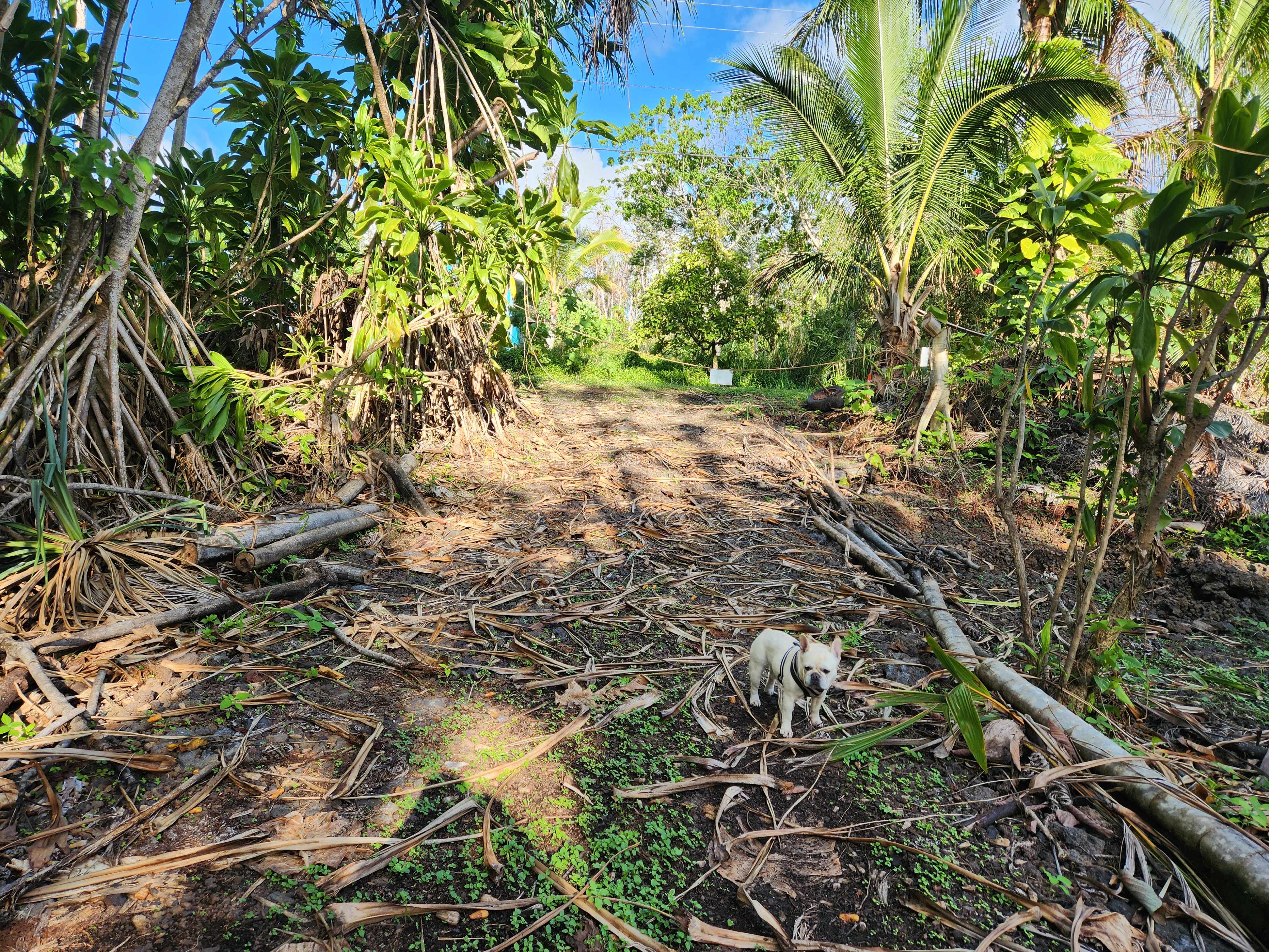 Pahoa, HI 96778,POHAKUPELE LP