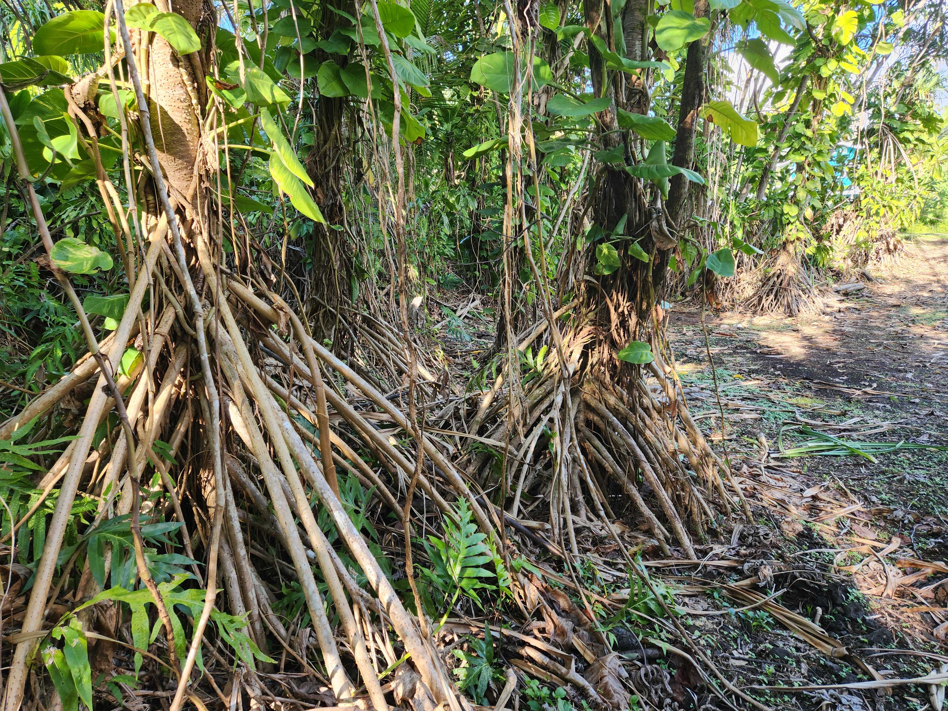 Pahoa, HI 96778,POHAKUPELE LP