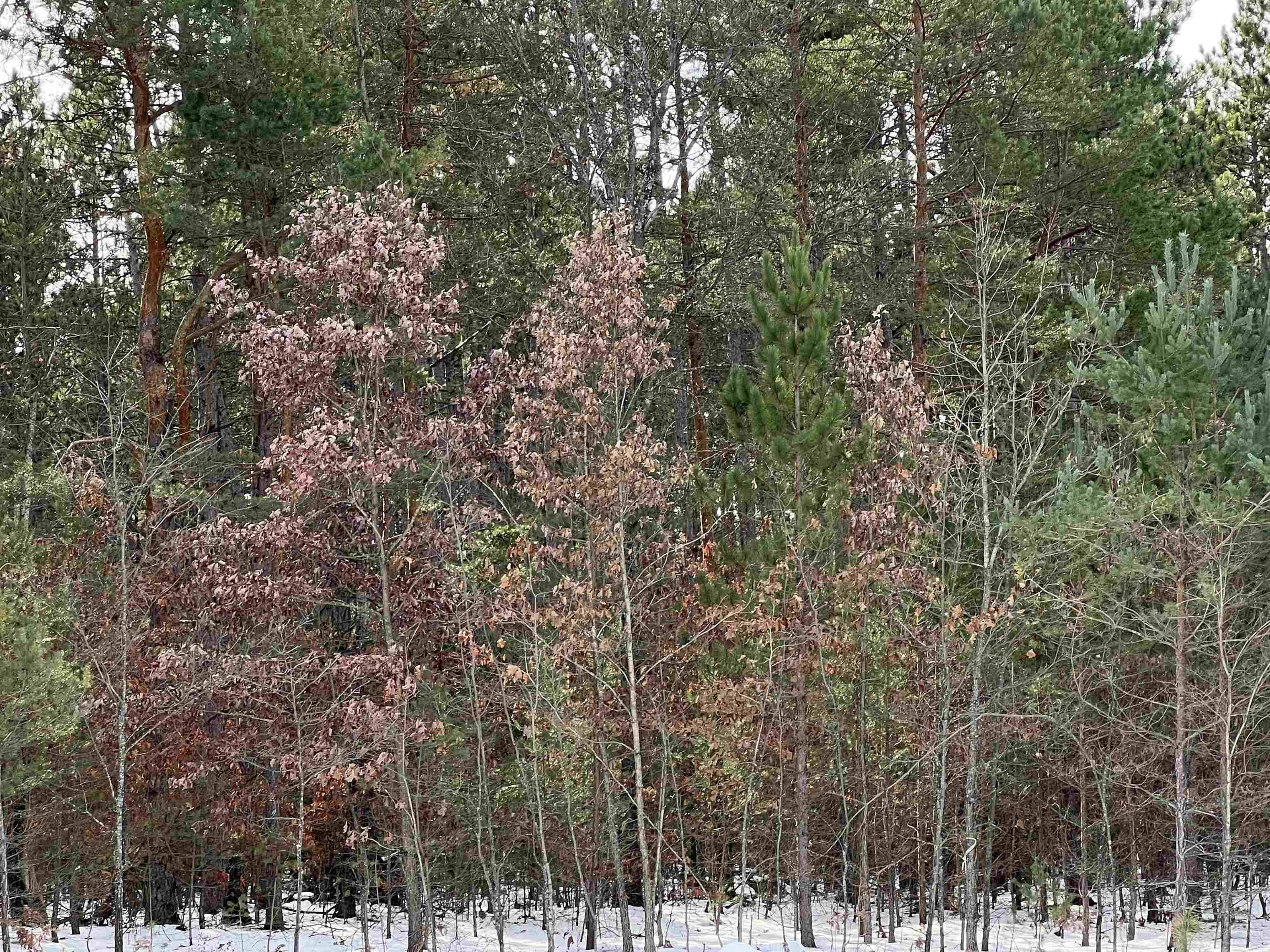 Rapid City, MI 49676,7980 NW Springwater